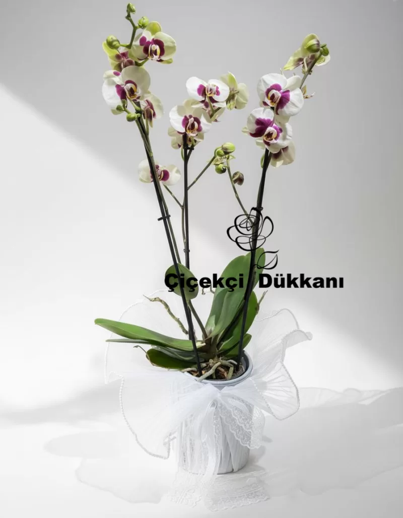 İthal Saksıda Beyaz ve mor desenli Orkide